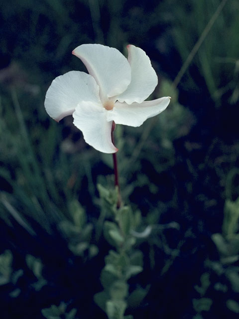 Mandevilla macrosiphon (Plateau rocktrumpet) #9992