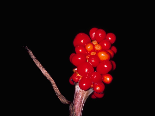 Arisaema triphyllum ssp. triphyllum (Jack in the pulpit) #10021