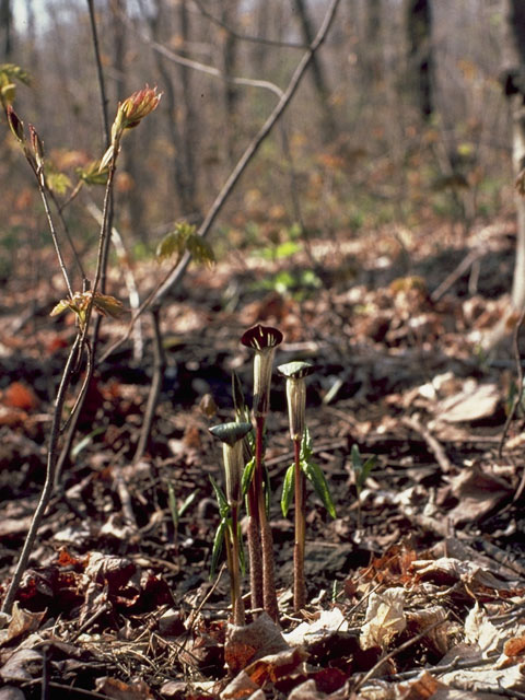 Arisaema triphyllum (Jack in the pulpit) #10041