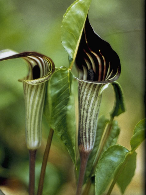 Arisaema triphyllum (Jack in the pulpit) #10045