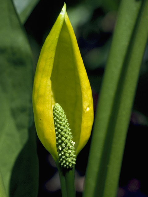 Lysichiton americanus (American skunkcabbage) #10055