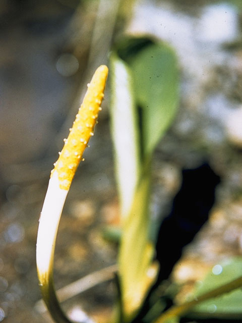 Orontium aquaticum (Goldenclub) #10057