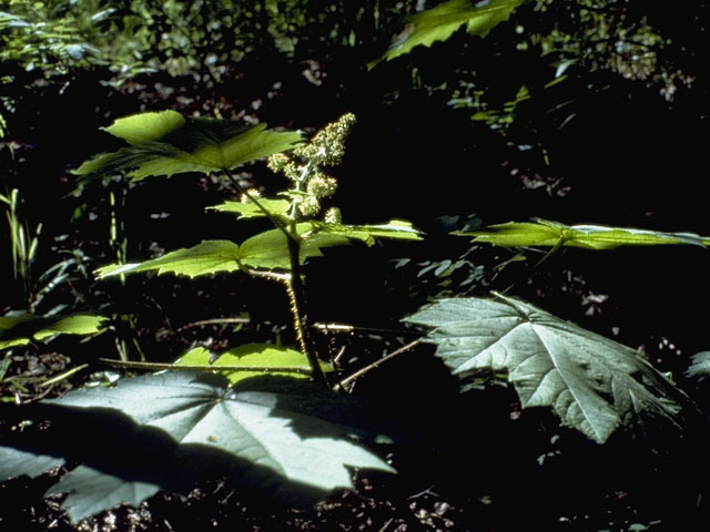 Oplopanax horridus (Devil's club) #10082