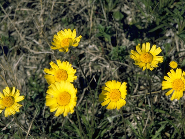 Thymophylla pentachaeta var. pentachaeta (Parralena) #10091