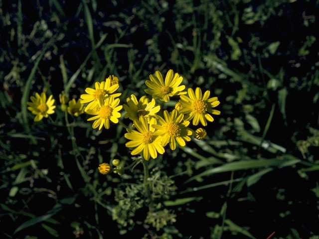 Thymophylla pentachaeta var. pentachaeta (Parralena) #10092