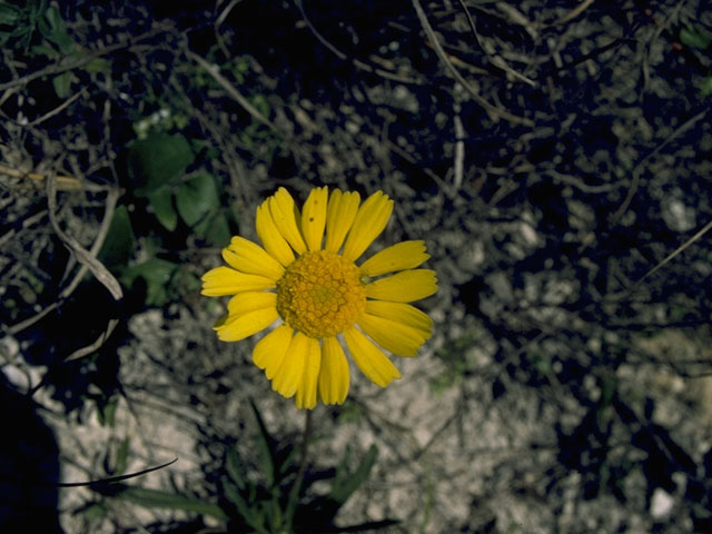 Thymophylla pentachaeta var. pentachaeta (Parralena) #10093