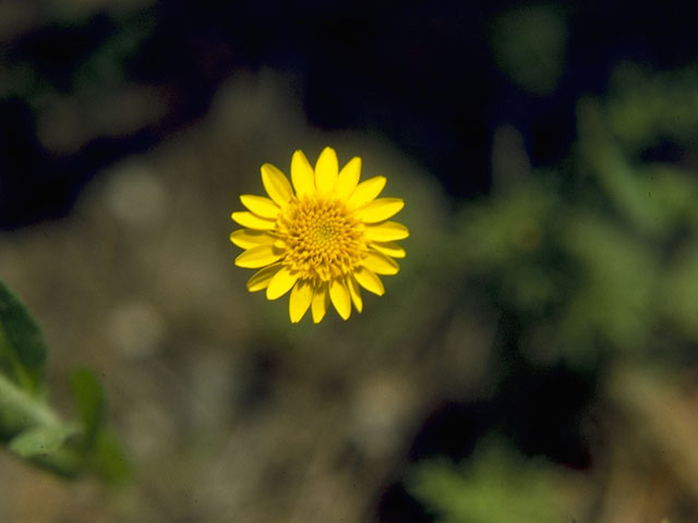 Thymophylla pentachaeta var. pentachaeta (Parralena) #10094