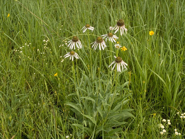 Echinacea angustifolia (Black samson) #10100