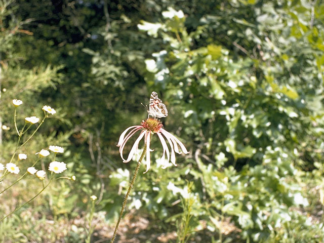 Echinacea sanguinea (Sanguine purple coneflower) #10109