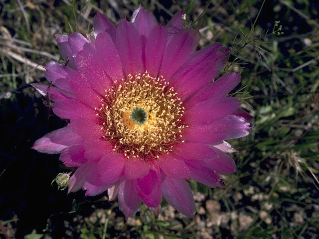 Echinocereus reichenbachii (Lace hedgehog cactus) #10120