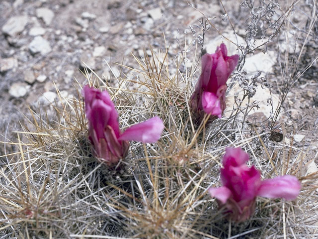 Echinocereus stramineus (Strawberry hedgehog cactus) #10125