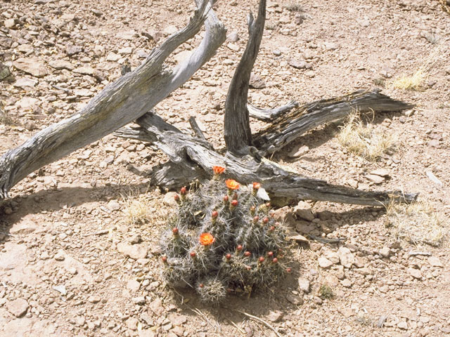 Echinocereus triglochidiatus (Claret cup) #10128