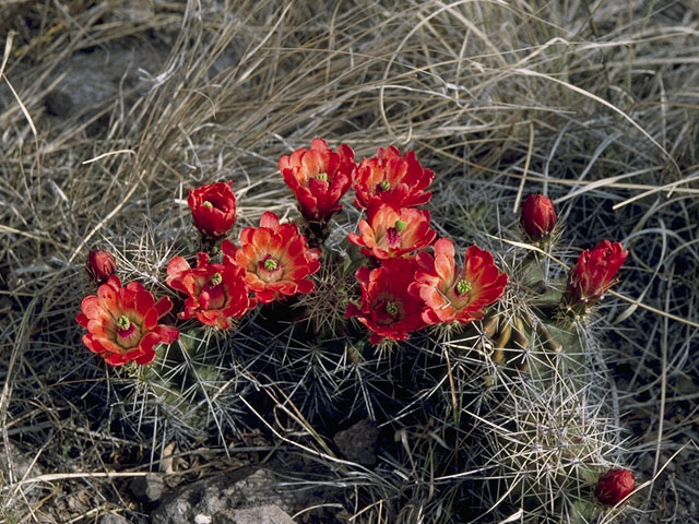 Echinocereus triglochidiatus (Claret cup) #10130