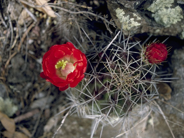 Echinocereus triglochidiatus (Claret cup) #10131