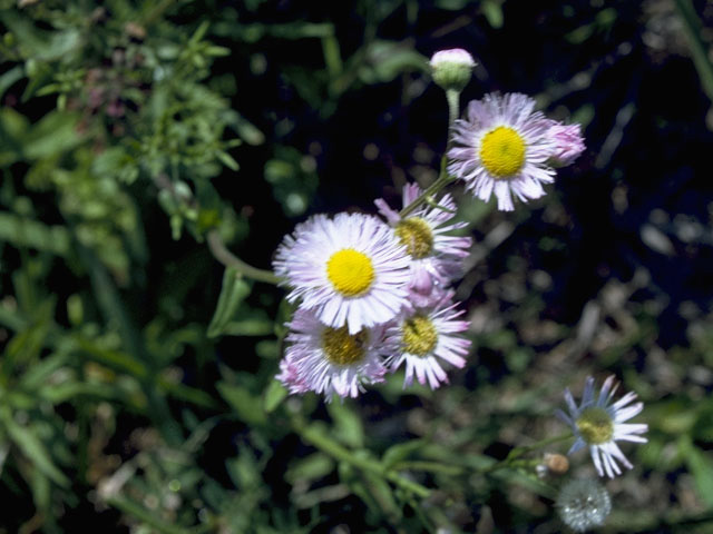 Erigeron philadelphicus (Philadelphia fleabane) #10149