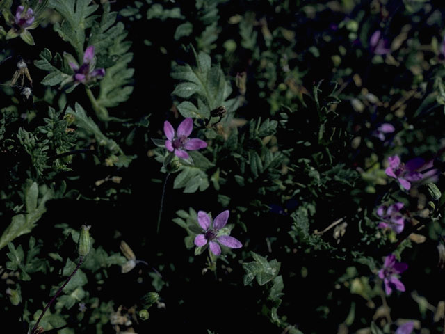 Geranium caespitosum (Pineywoods geranium) #10154