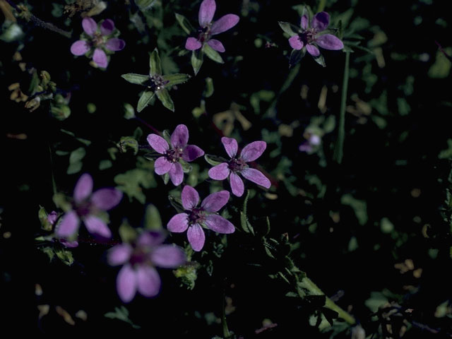 Geranium caespitosum (Pineywoods geranium) #10155