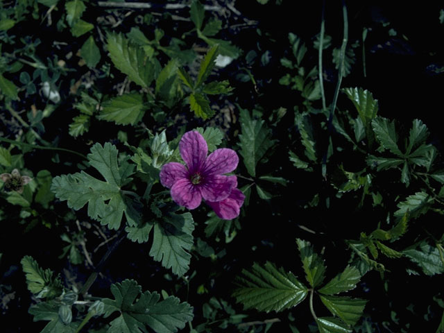 Erodium texanum (Texas stork's bill) #10159