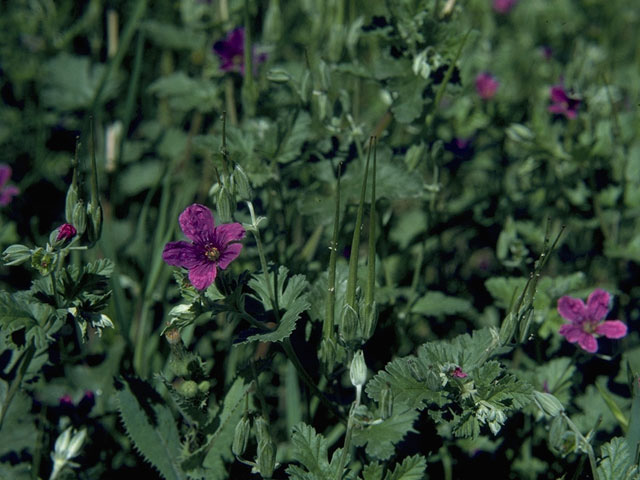 Erodium texanum (Texas stork's bill) #10160