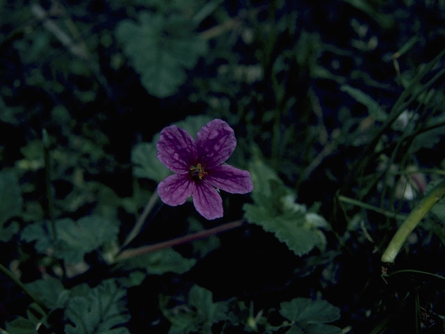 Erodium texanum (Texas stork's bill) #10161