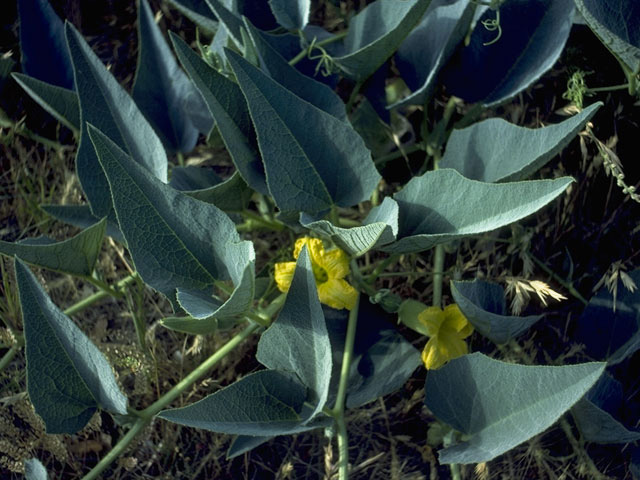 Cucurbita foetidissima (Stinking gourd) #10241