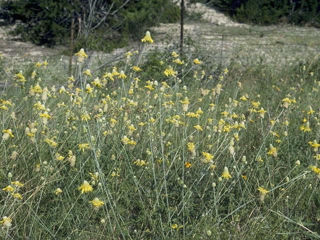 Dalea aurea (Golden dalea) #10243