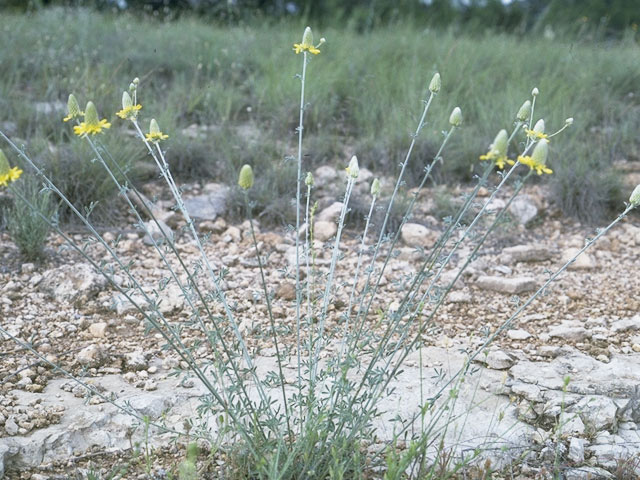 Dalea aurea (Golden dalea) #10244