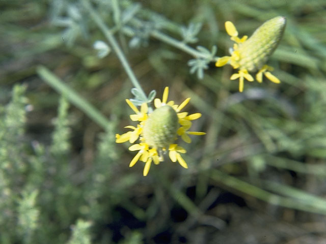 Dalea aurea (Golden dalea) #10245