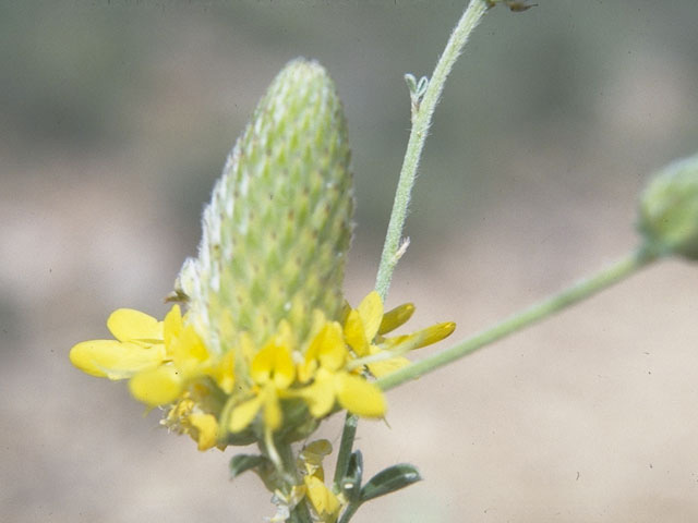 Dalea aurea (Golden dalea) #10246