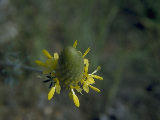 Dalea aurea (Golden dalea) #10247