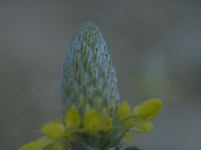 Dalea aurea (Golden dalea) #10248