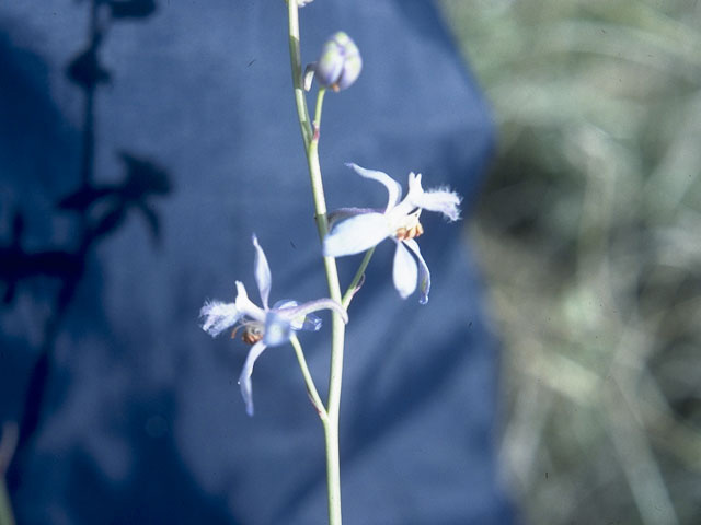 Delphinium parishii (Desert larkspur) #10270