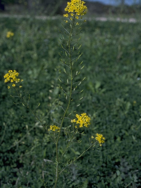 Descurainia pinnata (Western tansymustard) #10276