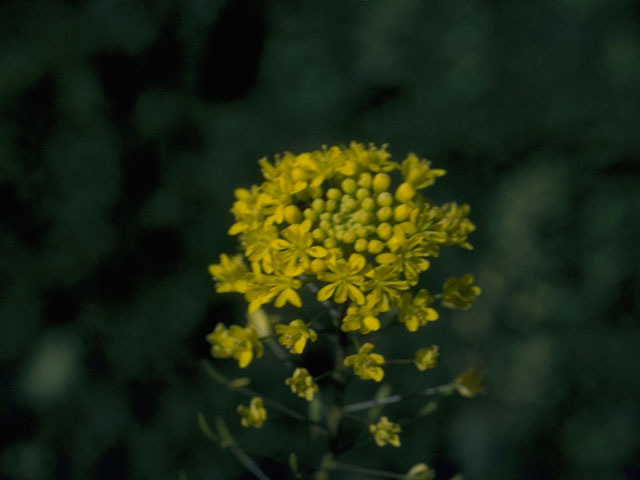 Descurainia pinnata (Western tansymustard) #10277