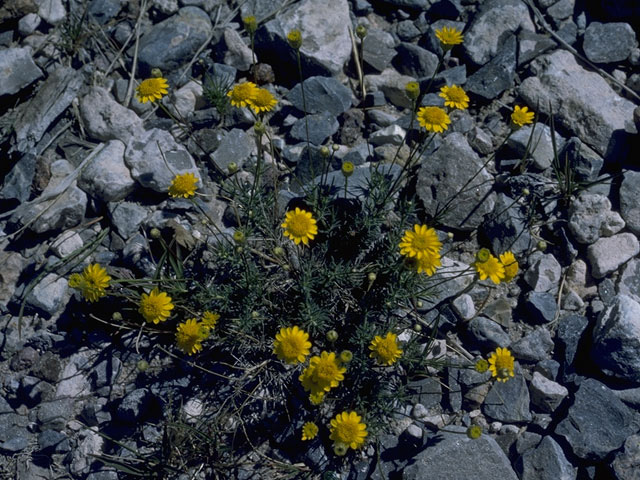 Thymophylla pentachaeta var. pentachaeta (Parralena) #10303