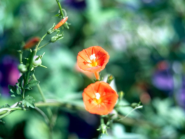 Ipomoea hederifolia (Scarlet creeper) #15491