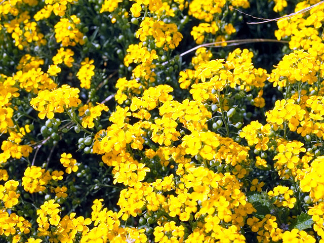 Lesquerella gordonii (Gordon's bladderpod) #15498