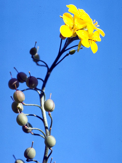 Lesquerella gordonii (Gordon's bladderpod) #15501