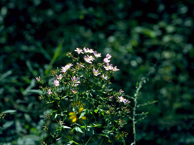 Sabatia angularis (Rosepink) #15514