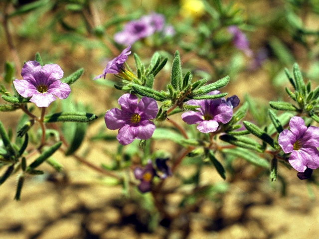 Nama hispidum (Sand bells) #15524