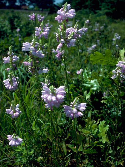 Physostegia digitalis (Finger false dragonhead) #15530