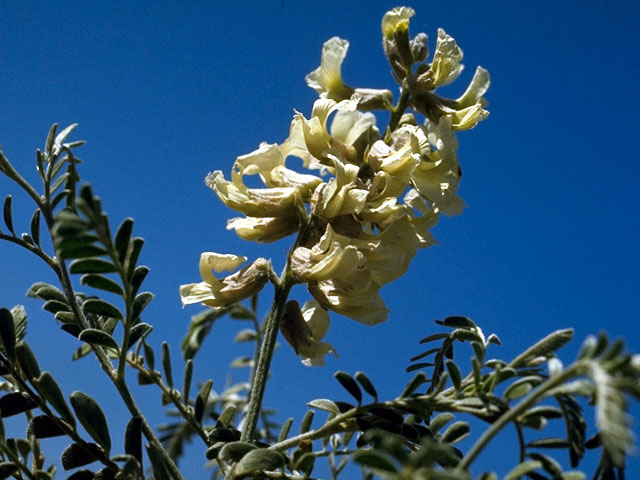 Sophora nuttalliana (Silky sophora) #15549