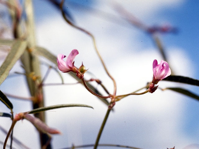 Psoralidium tenuiflorum (Slimflower scurfpea) #15556