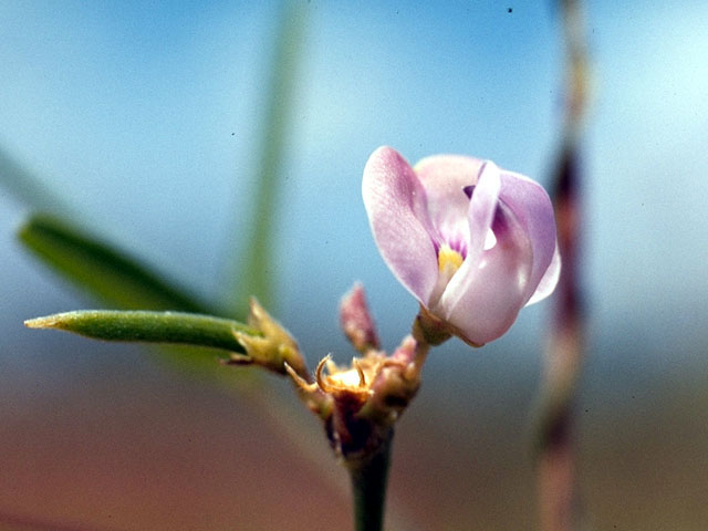 Strophostyles leiosperma (Slickseed fuzzybean) #15557