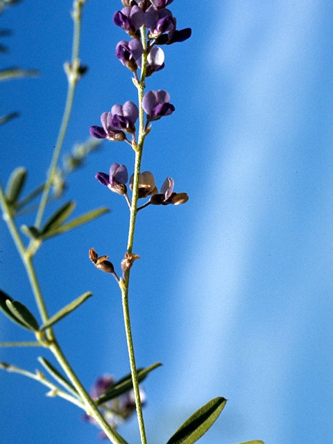 Strophostyles leiosperma (Slickseed fuzzybean) #15558