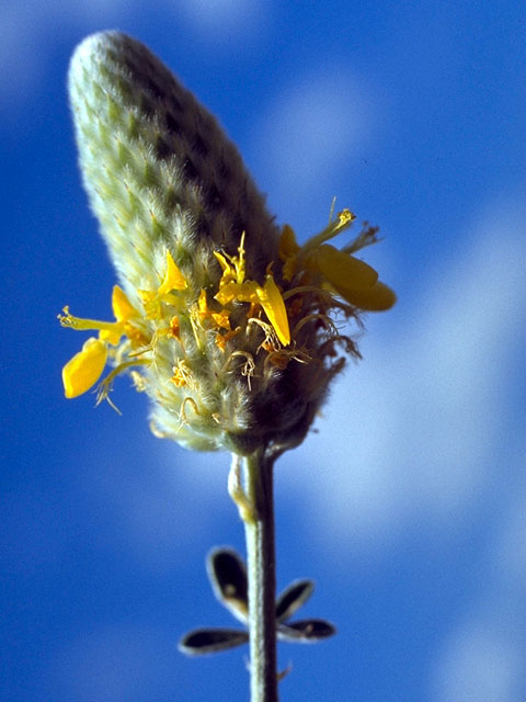 Dalea aurea (Golden dalea) #15574