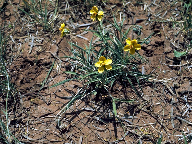 Senna pumilio (Dwarf senna) #15582