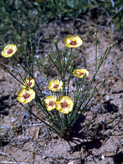 Linum imbricatum (Tufted flax) #15598