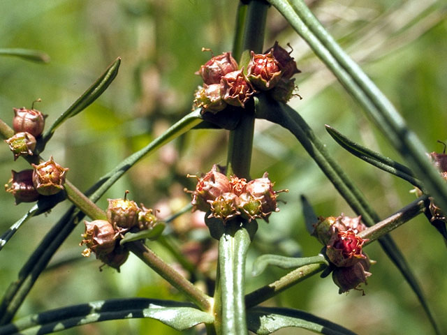 Ammannia coccinea (Valley redstem) #15613