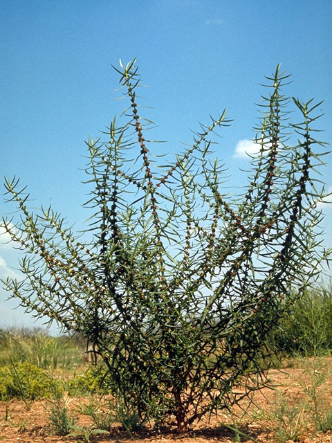 Ammannia coccinea (Valley redstem) #15614